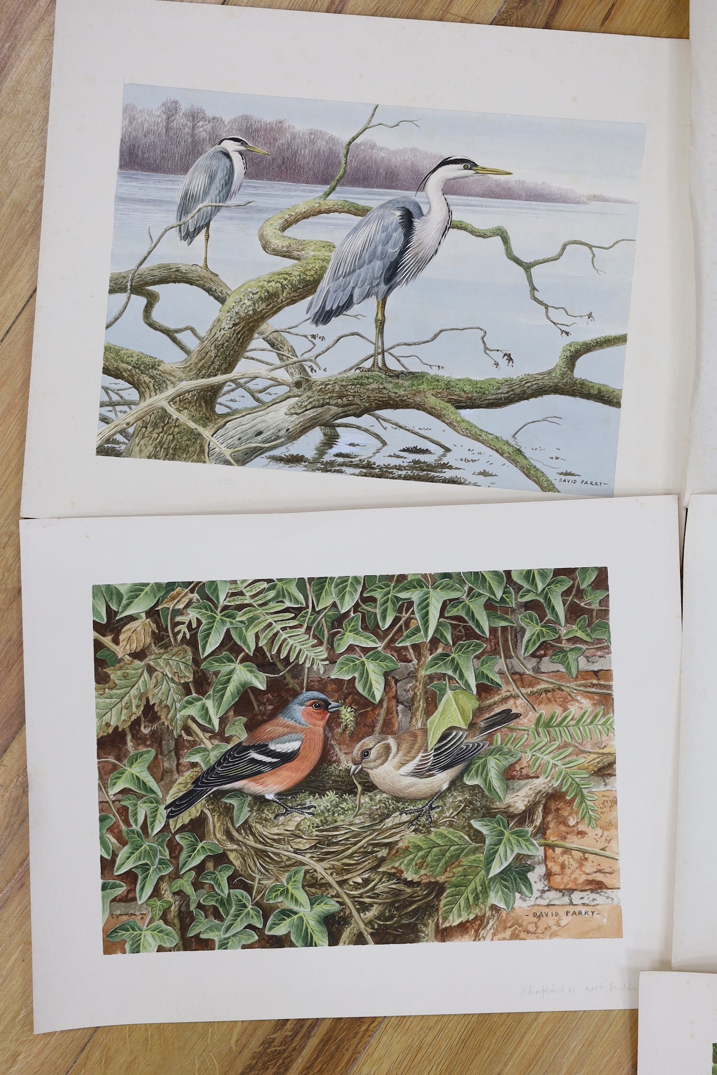 David Parry (b.1942), eight watercolours, birds and wildlife, signed, unframed, 26 x 35cm